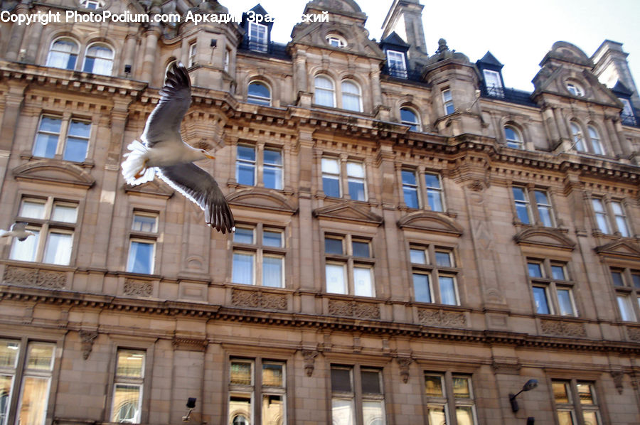 Building, Bird, Seagull, Architecture, Cathedral, Church, Worship