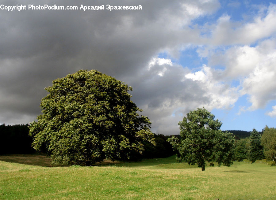 Oak, Tree, Wood, Field, Grass, Grassland, Land
