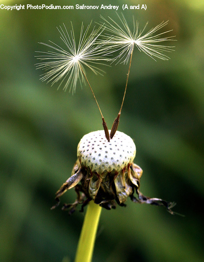 Insect, Invertebrate, Cricket Insect, Grasshopper, Arachnid, Garden Spider, Spider