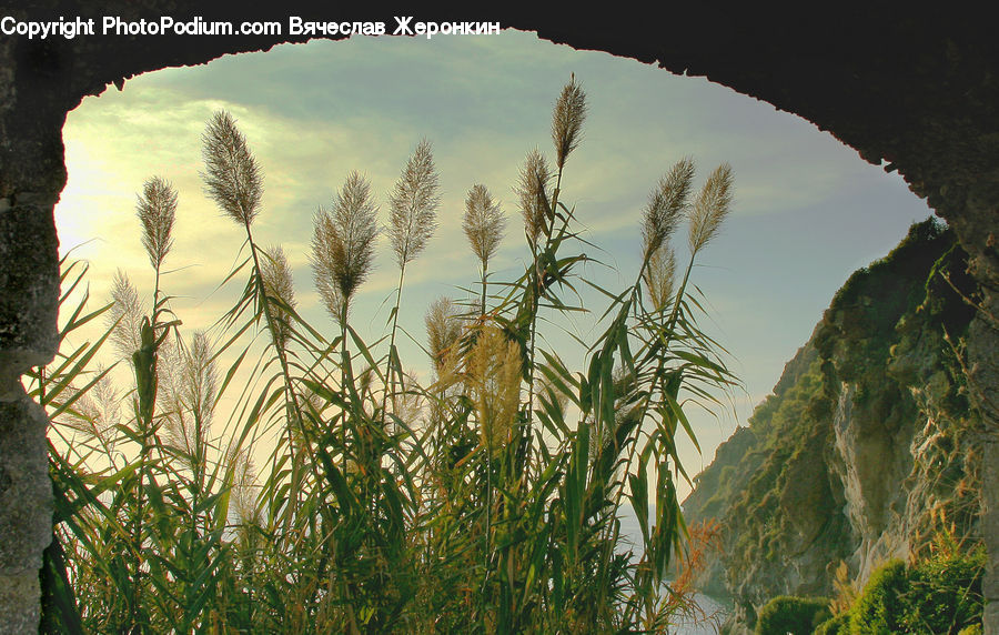 Field, Grass, Grassland, Plant, Grain, Wheat, Vegetation
