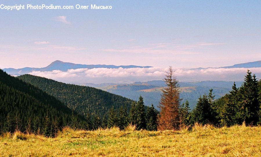 Conifer, Fir, Plant, Tree, Larch, Wood, Crest