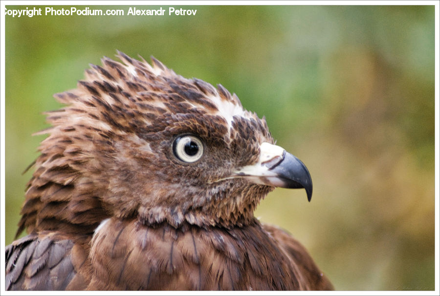 Beak, Bird, Buzzard, Harrier, Hawk, Vulture