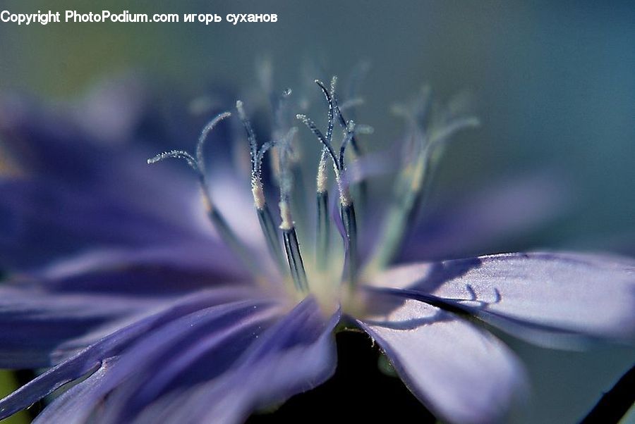 Blossom, Flora, Flower, Geranium, Plant, Fiber, Flax