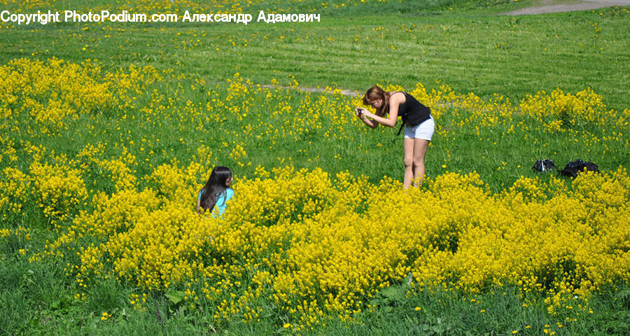 Field, Grass, Grassland, Meadow, Outdoors, Pasture, Land