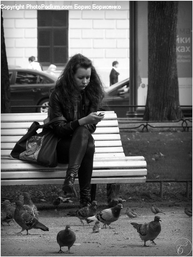 People, Person, Human, Automobile, Car, Vehicle, Bird