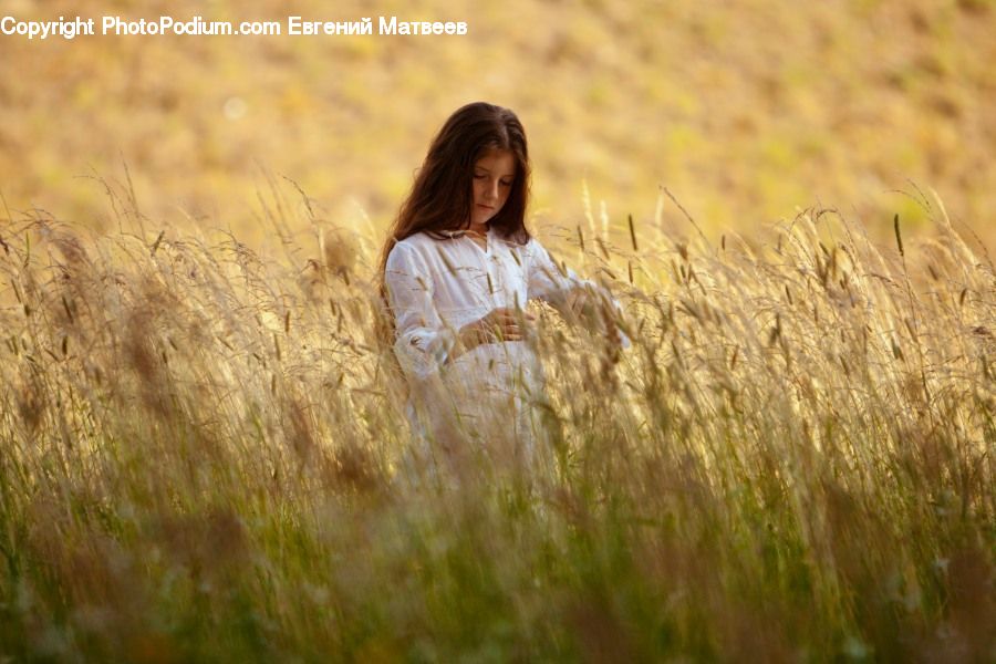 Grain, Grass, Plant, Wheat, Field, Grassland, Reed