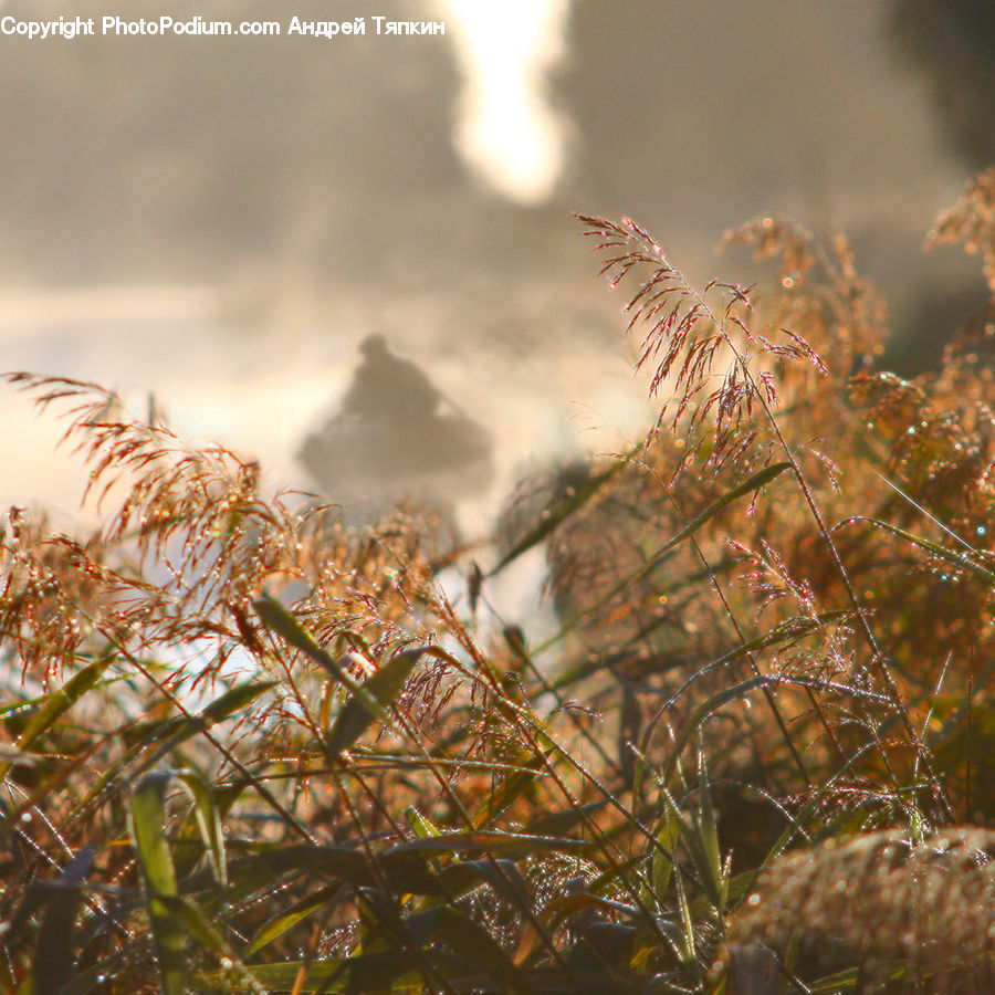 Field, Grass, Grassland, Plant, Flare, Light, Sunlight
