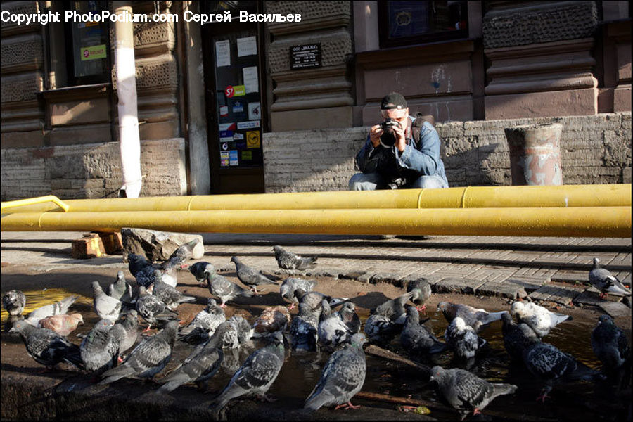 People, Person, Human, Bird, Pigeon, Fowl, Brick