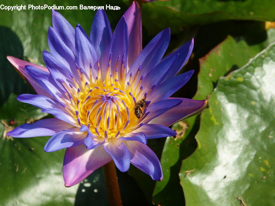 Flower, Lily, Plant, Pond Lily, Blossom, Flora, Dahlia