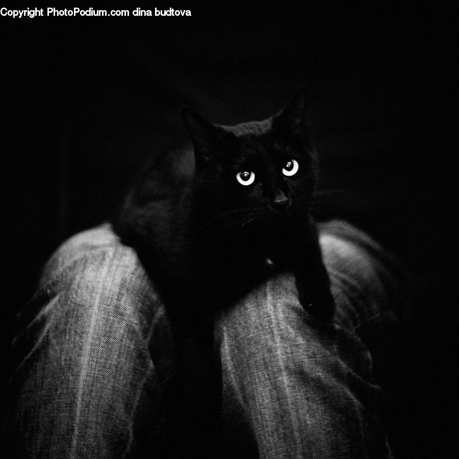 Animal, Black Cat, Cat, Mammal, Pet, Asleep