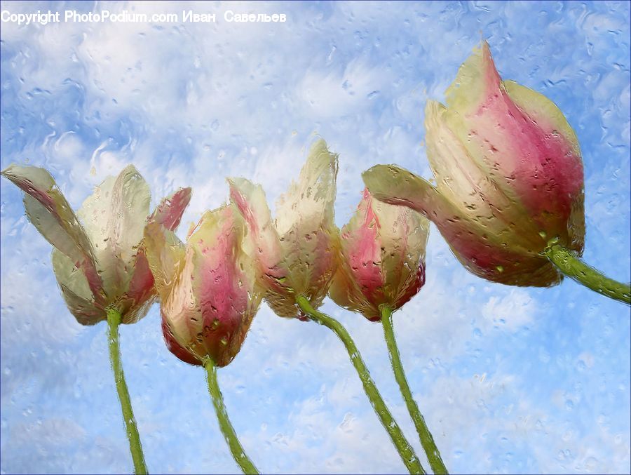 Bud, Plant, Blossom, Flora, Flower, Crocus, Lily