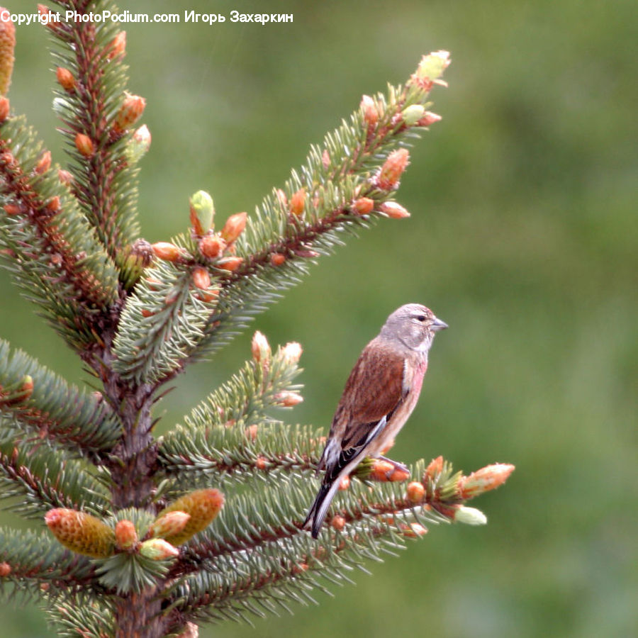 Conifer, Fir, Plant, Tree, Bird, Finch, Pine