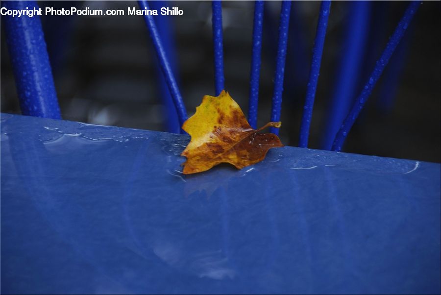 Maple, Maple Leaf, Plant, Leaf