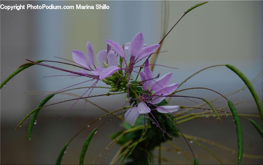 Cosmos, Blossom, Flora, Flower, Geranium, Plant, Flower Arrangement