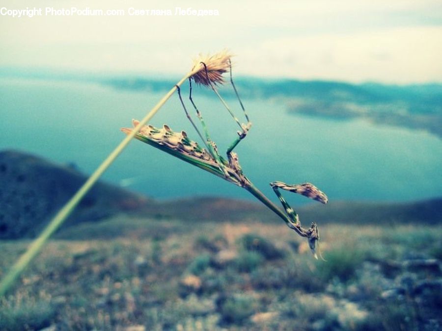 Adventure, Bungee, Rope, Field, Grass, Grassland, Plant