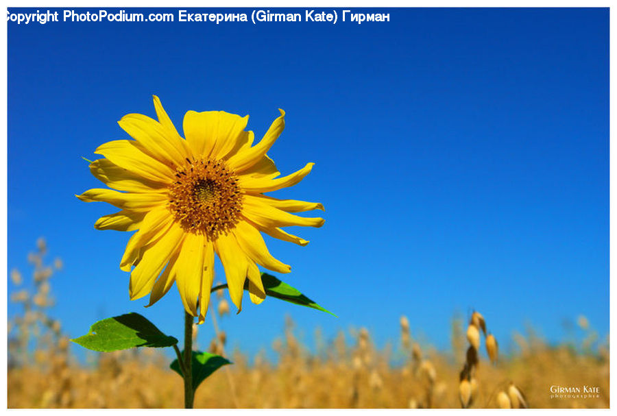 Blossom, Flora, Flower, Plant, Sunflower, Daisies, Daisy