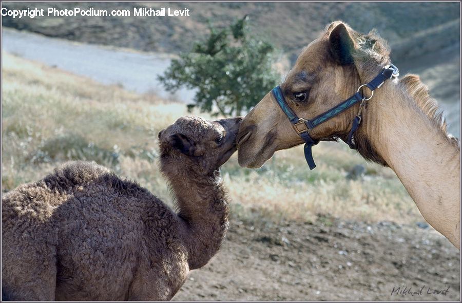 Animal, Camel, Mammal