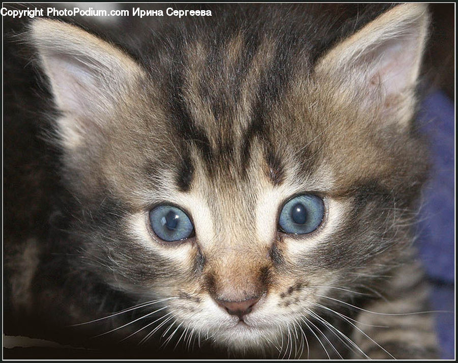 Animal, Cat, Kitten, Mammal, Pet, Manx, Abyssinian