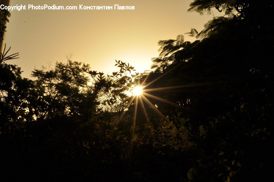 Flare, Light, Sunlight