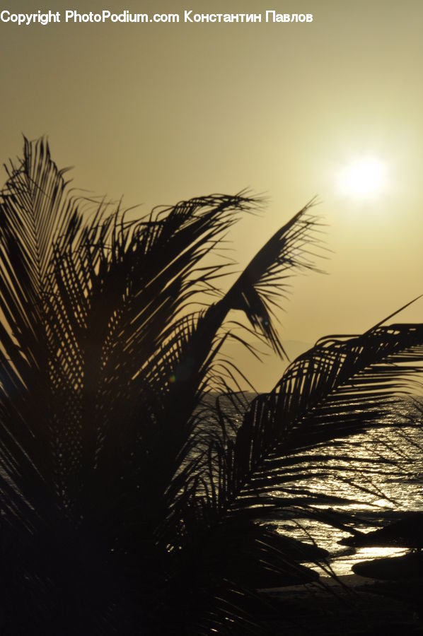 Grass, Plant, Reed, Field, Grassland, Palm Tree, Tree