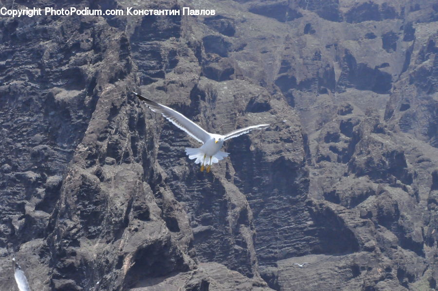 Bird, Booby, Seagull, Albatross, Mountain, Outdoors, Canyon