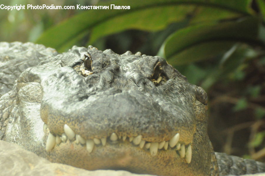 Alligator, Crocodile, Reptile