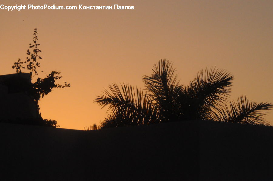 Dawn, Dusk, Sky, Sunrise, Sunset, Palm Tree, Plant