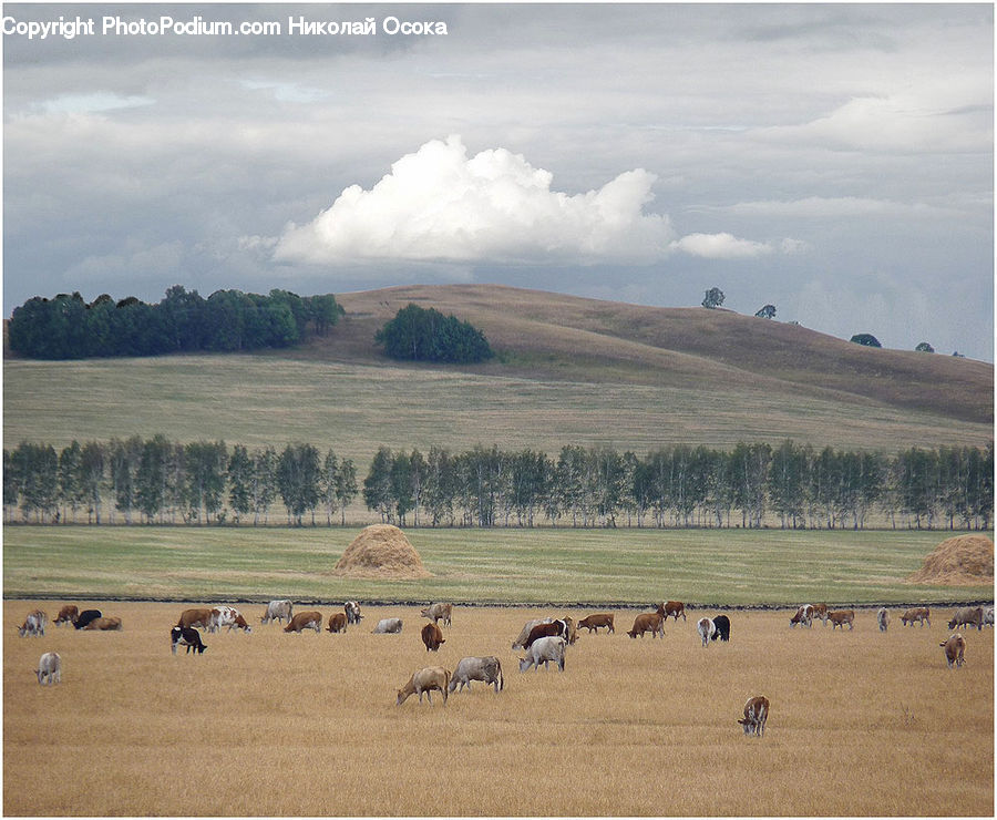 Field, Grass, Grassland, Land, Outdoors, Landscape, Nature