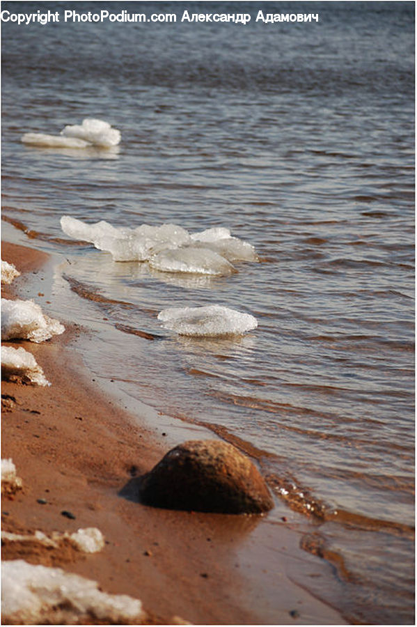 Ocean, Outdoors, Sea, Water, Bird, Swan, Waterfowl