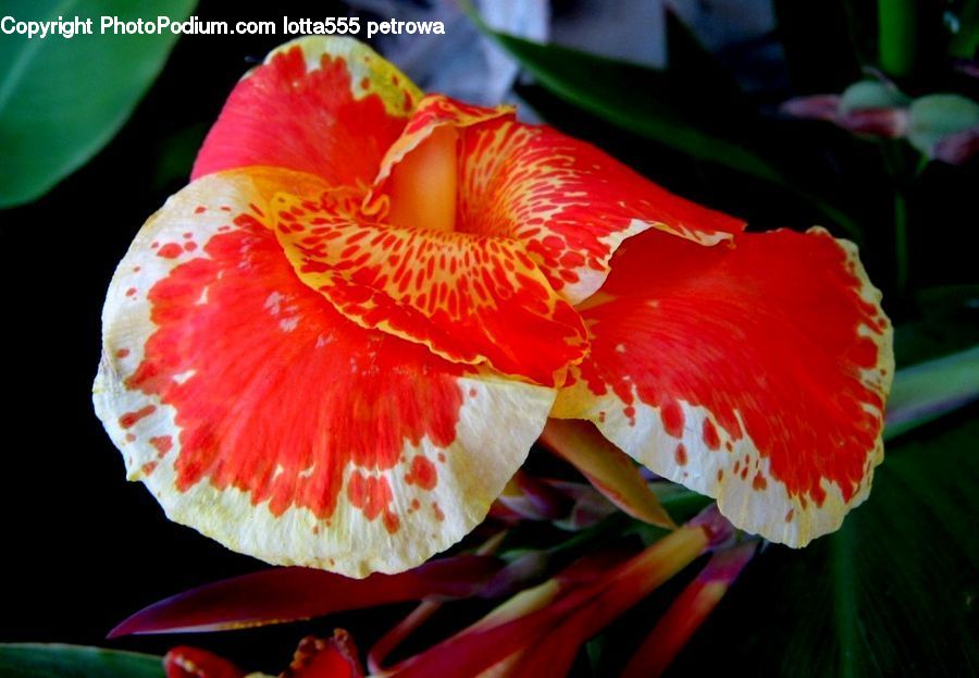 Anthurium, Flower, Plant, Blossom, Flora, Gladiolus, Carnation