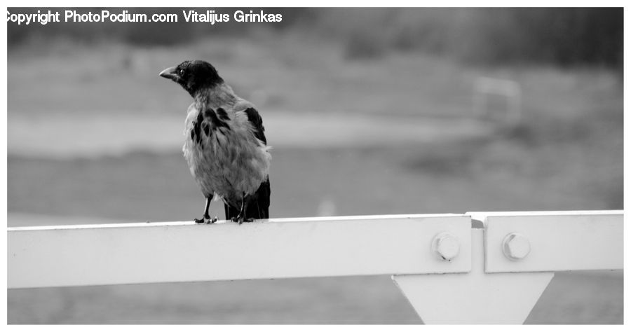 Bird, Blackbird, Crow, Finch