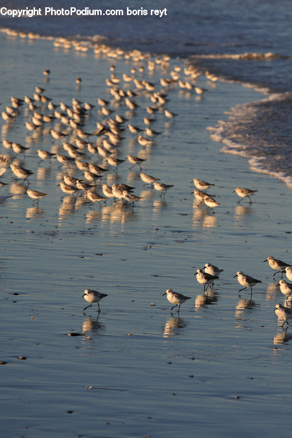 Bird, Goose, Waterfowl, Duck, Teal