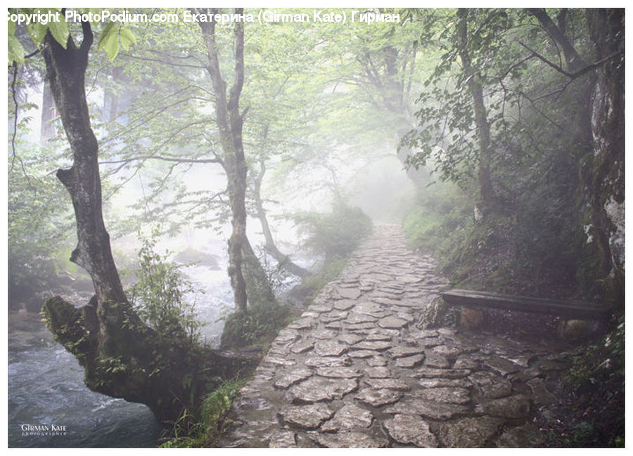 Dirt Road, Gravel, Road, Forest, Jungle, Rainforest, Vegetation