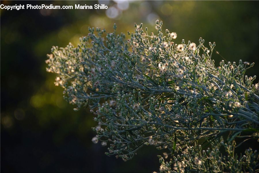 Dill, Plant, Bush, Vegetation, Field, Grass, Grassland