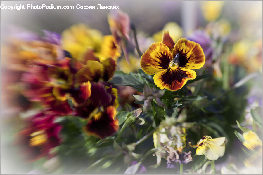 Blossom, Flora, Flower, Geranium, Plant, Petal, Potted Plant