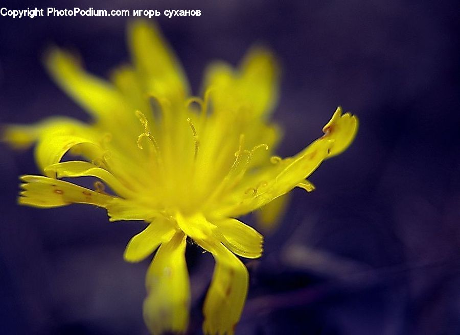 Blossom, Daffodil, Flora, Flower, Plant, Asteraceae, Lily