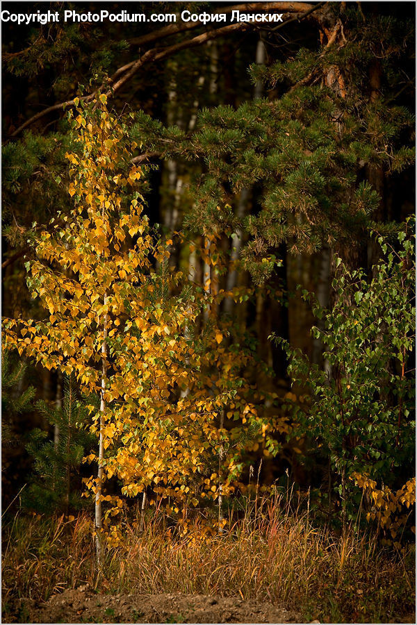 Plant, Potted Plant, Bush, Vegetation, Conifer, Fir, Tree