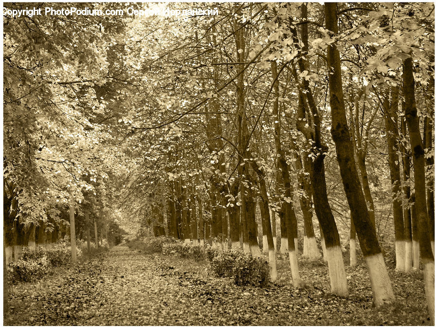 Forest, Vegetation, Birch, Tree, Wood, Plant, Landscape