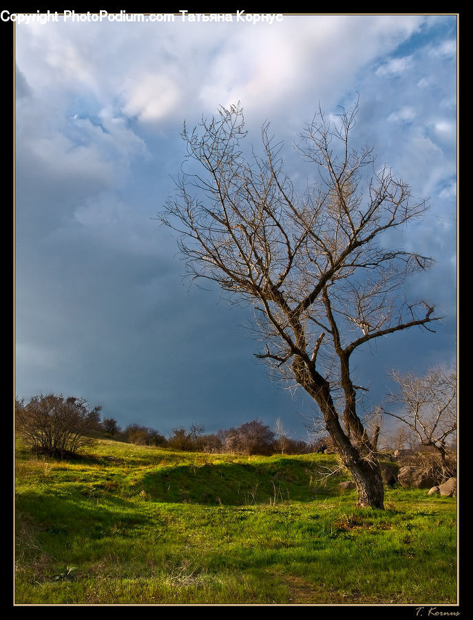 Field, Grass, Grassland, Land, Outdoors, Plant, Tree