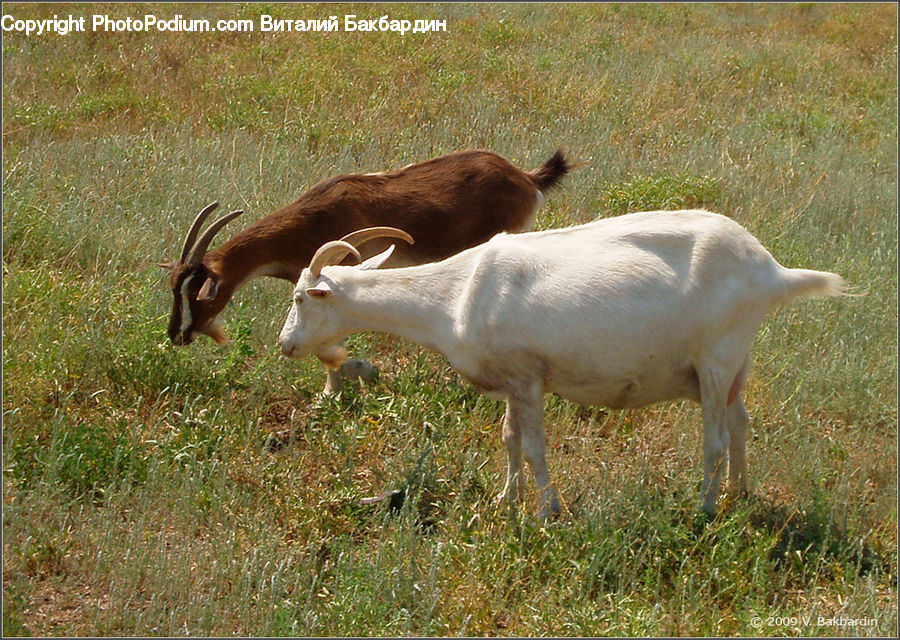 Animal, Goat, Mammal, Mountain Goat, Angus, Bull, Cattle