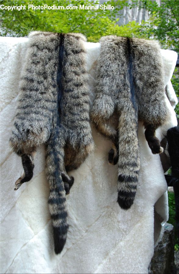 Fiber, Wool, Animal, Canine, Dog, Mammal, Pet