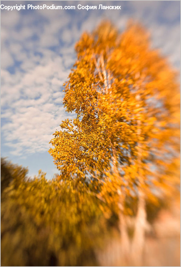 Conifer, Fir, Plant, Tree, Birch, Wood, Flower