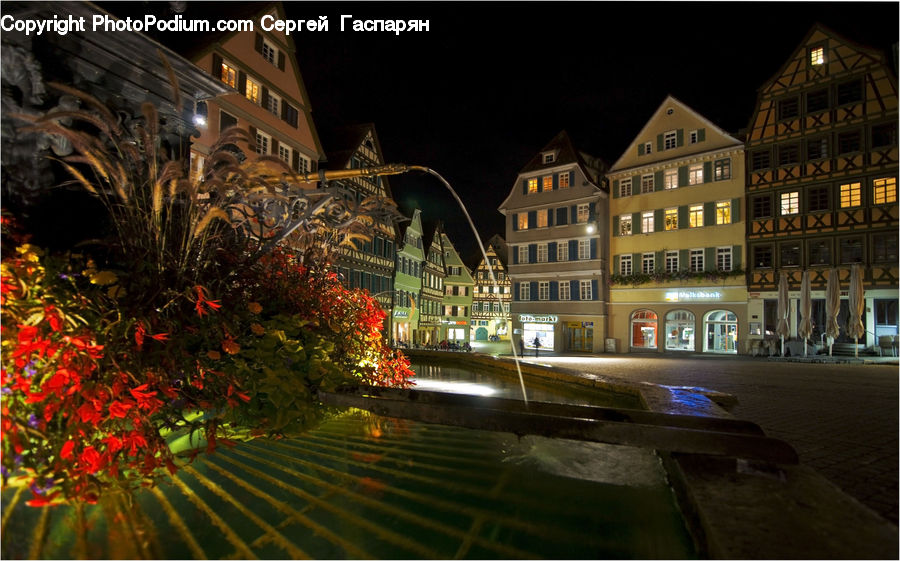 Maple, Tree, Wood, City, Downtown, Metropolis, Urban