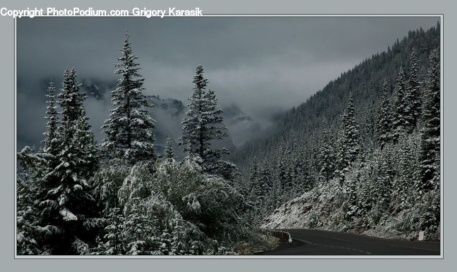 Conifer, Fir, Plant, Tree, Pine, Spruce, Wood