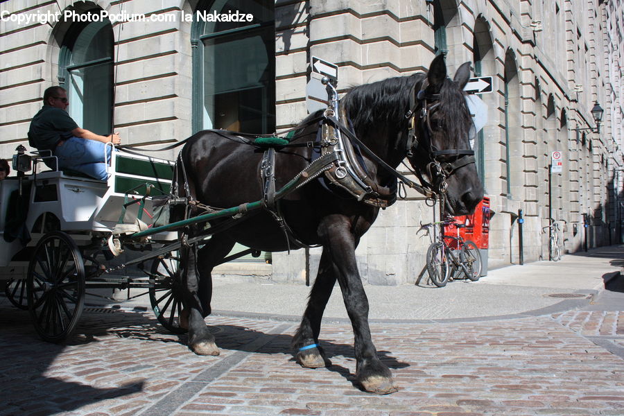 Carriage, Horse Cart, Vehicle, Bicycle, Bike, Buggy, Wagon