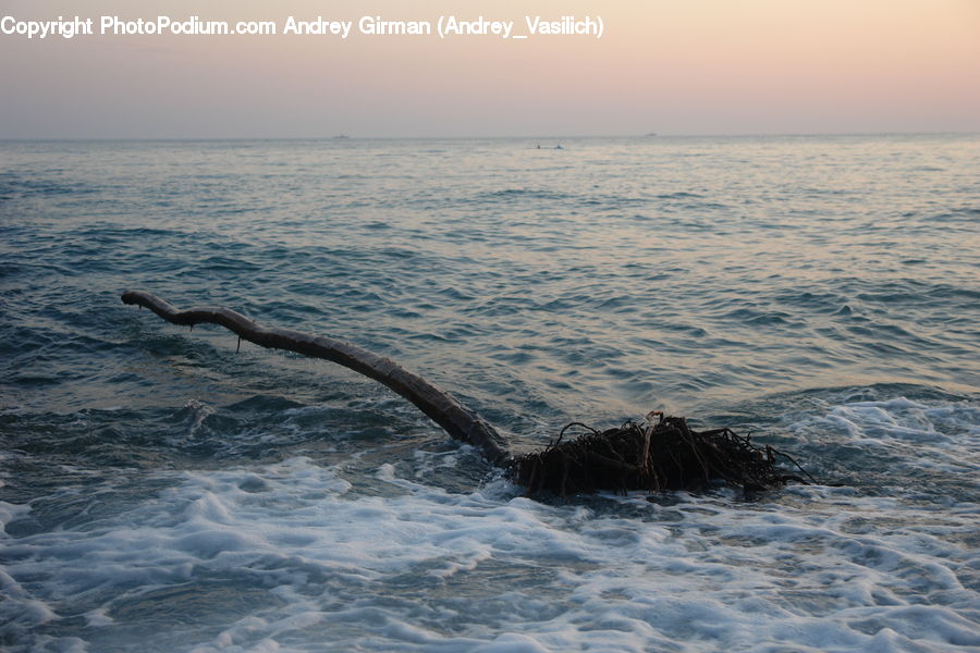 Animal, Fish, Humpback, Sea Life, Whale, Mammal, Outdoors