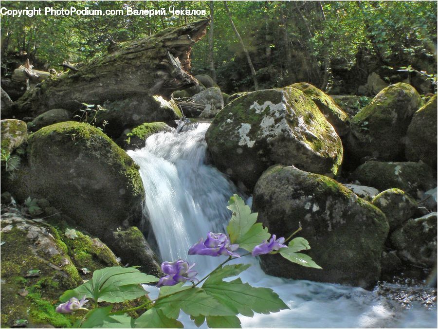 Creek, Outdoors, River, Water, Forest, Jungle, Rainforest
