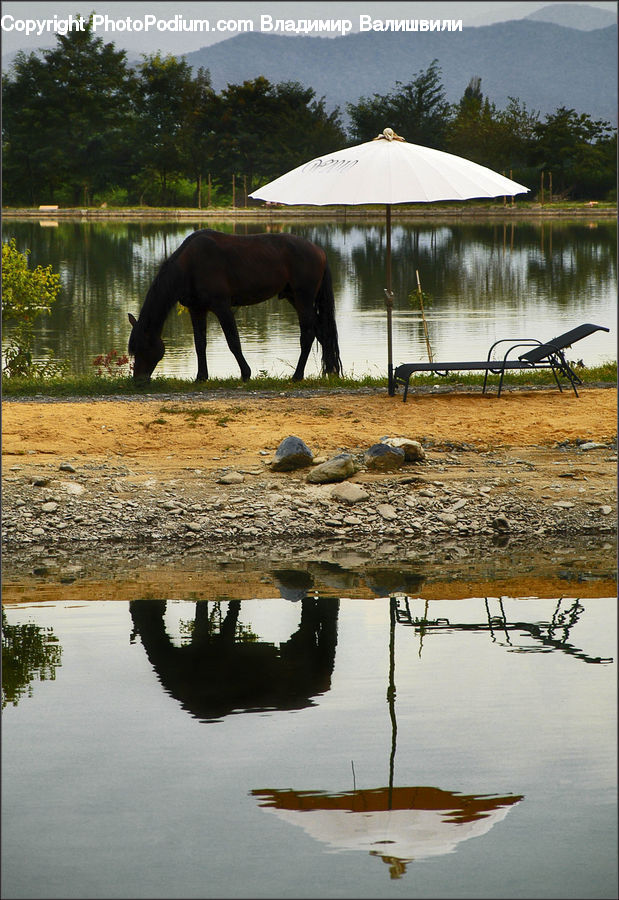 Animal, Horse, Mammal
