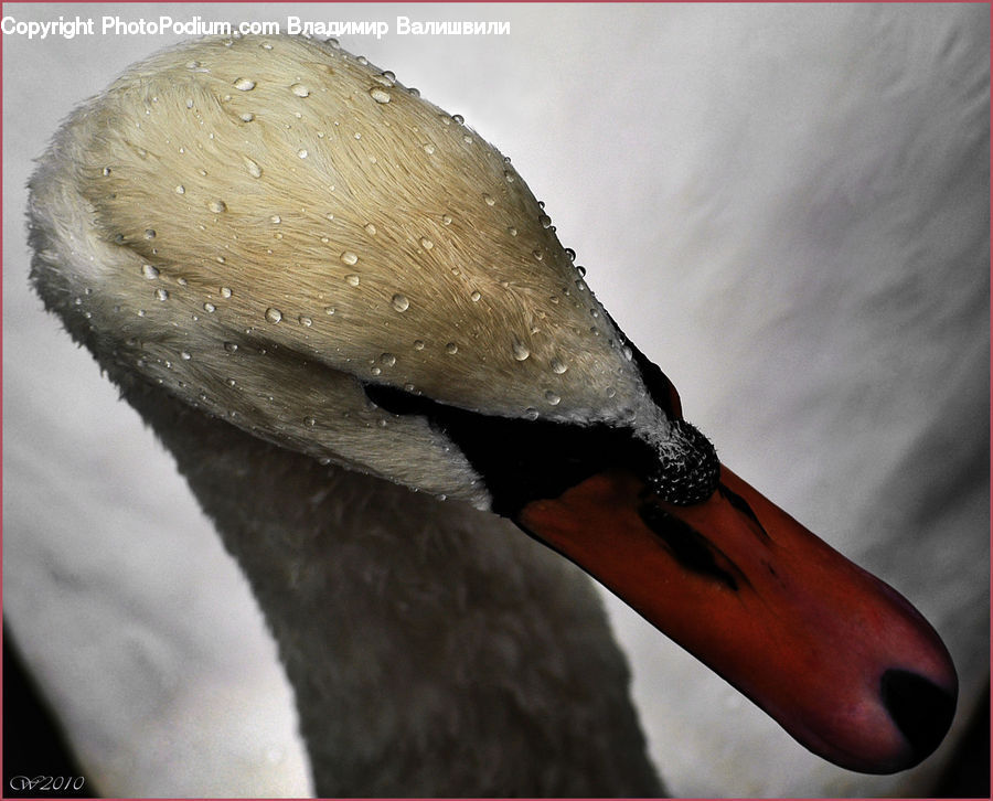 Beak, Bird, Booby