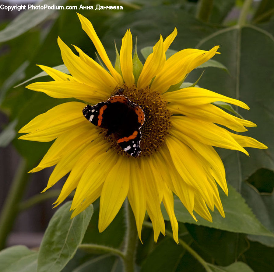 Blossom, Flora, Flower, Plant, Sunflower, Bee, Insect